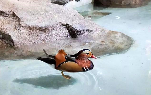 南昌室內迷你動物園