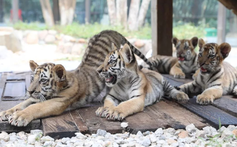 動物園引入智慧票務系統，游客體驗度飆升