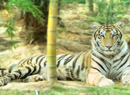 動物園票務系統案例：長沙縣三珍虎園